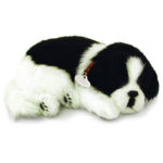 20101 Border Collie
