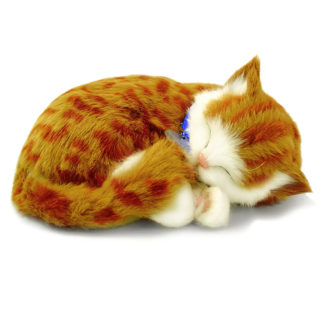 Orange Tabby Bundle