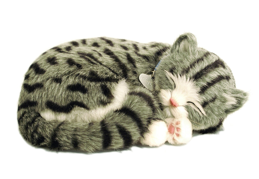 20214-S Grey Tabby