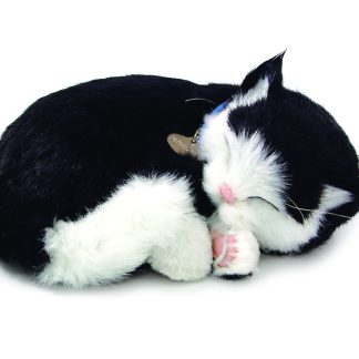 Black White Shorthair Cat Bundle