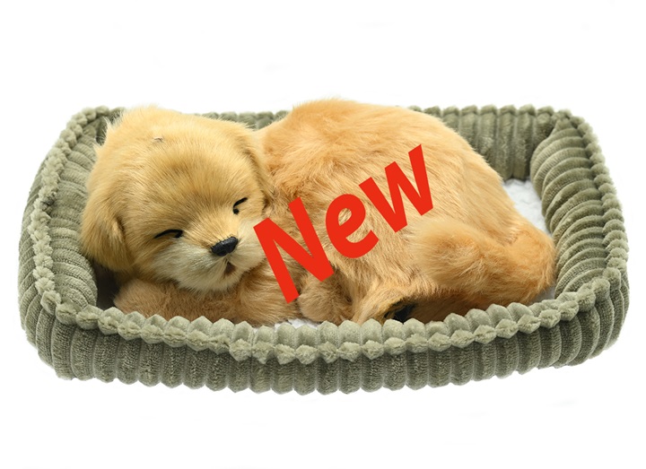 Golden Retriever Wag Tail