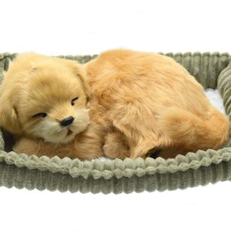 Golden Retriever Wag Tail