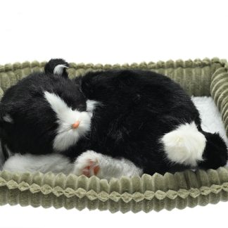 Black and White Cat Wag Tail